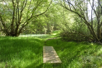 Abercamlo Boardwalk