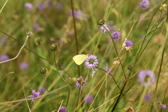 Large white butterfly on Devil's bit-scabious