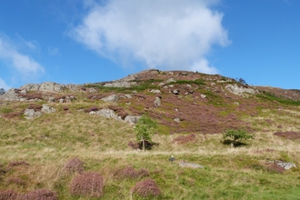 RWT Gilfach Heather