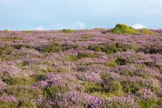 RWT Heather Beacon Hill