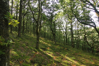 RWT Cefn Cenarth Woodland