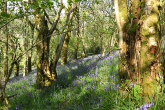 Bluebells in the Oak Wood by Silvia Cojocaru