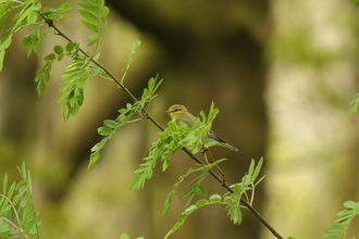 Wood Warbler by Silvia Cojocaru