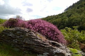 Gilfach landscape