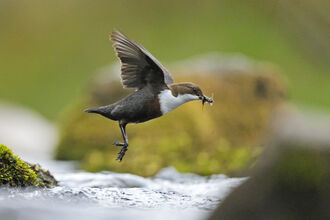 Dipper in flight