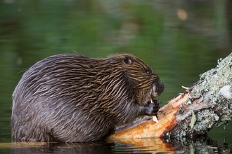 Beaver on log by Allard Martinius