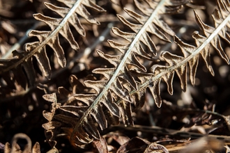 Bracken fronds 