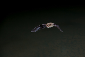 Daubentons Bat 2 by Dale Sutton