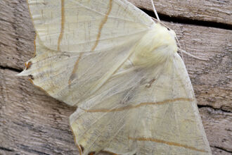 Swallow-tailed moth