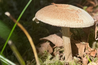 Fungi