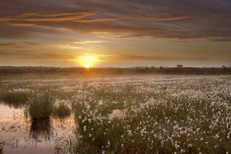 Peat bog and cotton grass