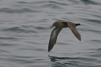 Sooty shearwater