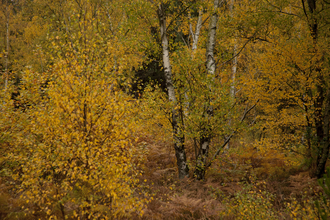 Autumn colours at Greno Woods by Paul Hobson