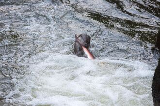 Otter eating salmon at Gilfach by Janet Baxter