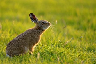 Hare in field 