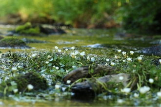 Water crowsfoot in river 