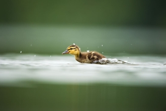 Duckling 