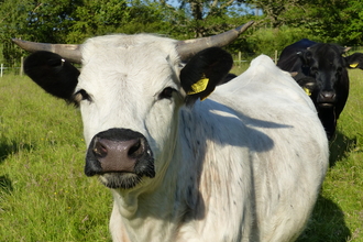 Welsh White Cow by Darylle Hardy 