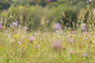 Meadow