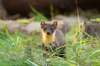 Pine marten