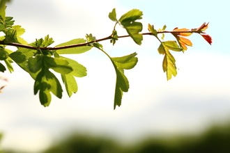 Branch and leaves