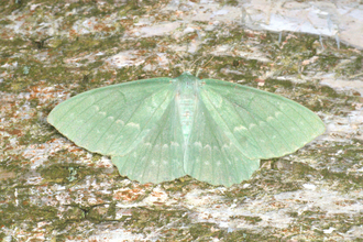 A large emerald moth resting with its wings spread