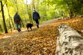 Walk in woods