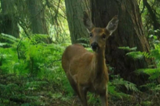 Roe deer