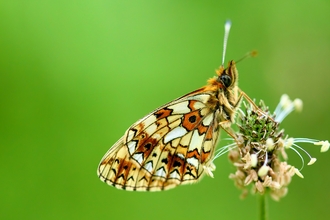 Small pearl-bordered fritillary