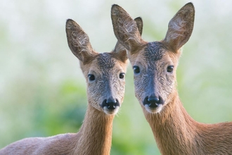 Roe Deer