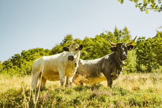 Cattle