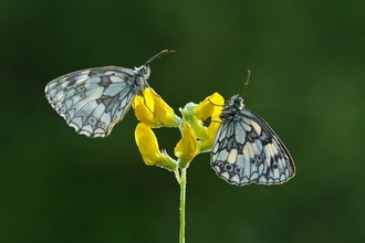 Marbled white butterflies