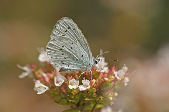 Holly Blue butterfly