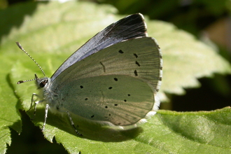 A holly blue butterfly rests on a leaf with its wings partly open, showing a hint of the black-bordered blue upper surface, as well as the silvery underside