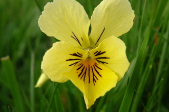 Mountain pansy