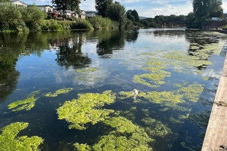 River Wye Algal Bloom