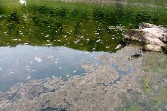 River Wye Algal Bloom