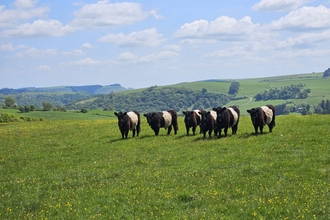 Belted Galloways