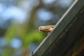 Female redstart