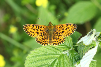 Small pearl-bordered fritillary