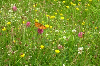 Gilfach Field Fritillary