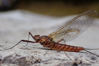 Mayfly