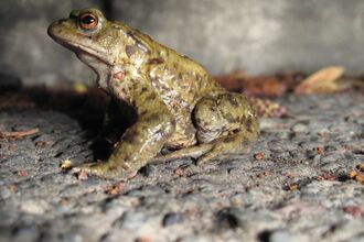 Toad