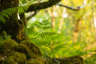 Fern
