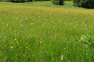 LWS meadow