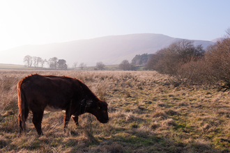 Cow