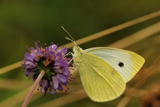 Butterfly on Devil's bit scabious