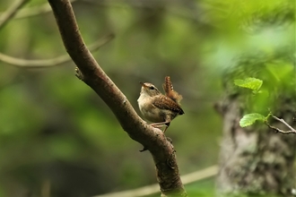 Wren