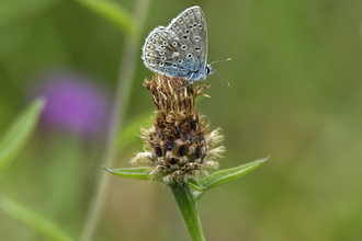 blue butterfly