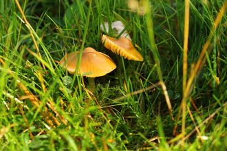 Parrot Waxcap